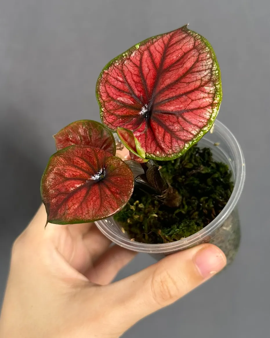 Caladium 'C9'