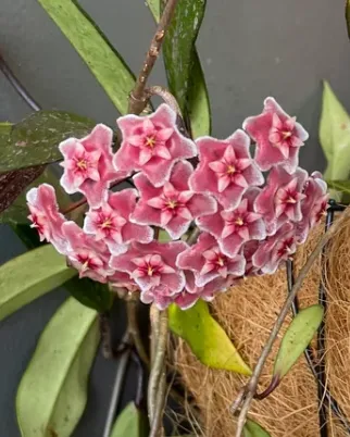 Hoya pubicalyx pink splash, flor