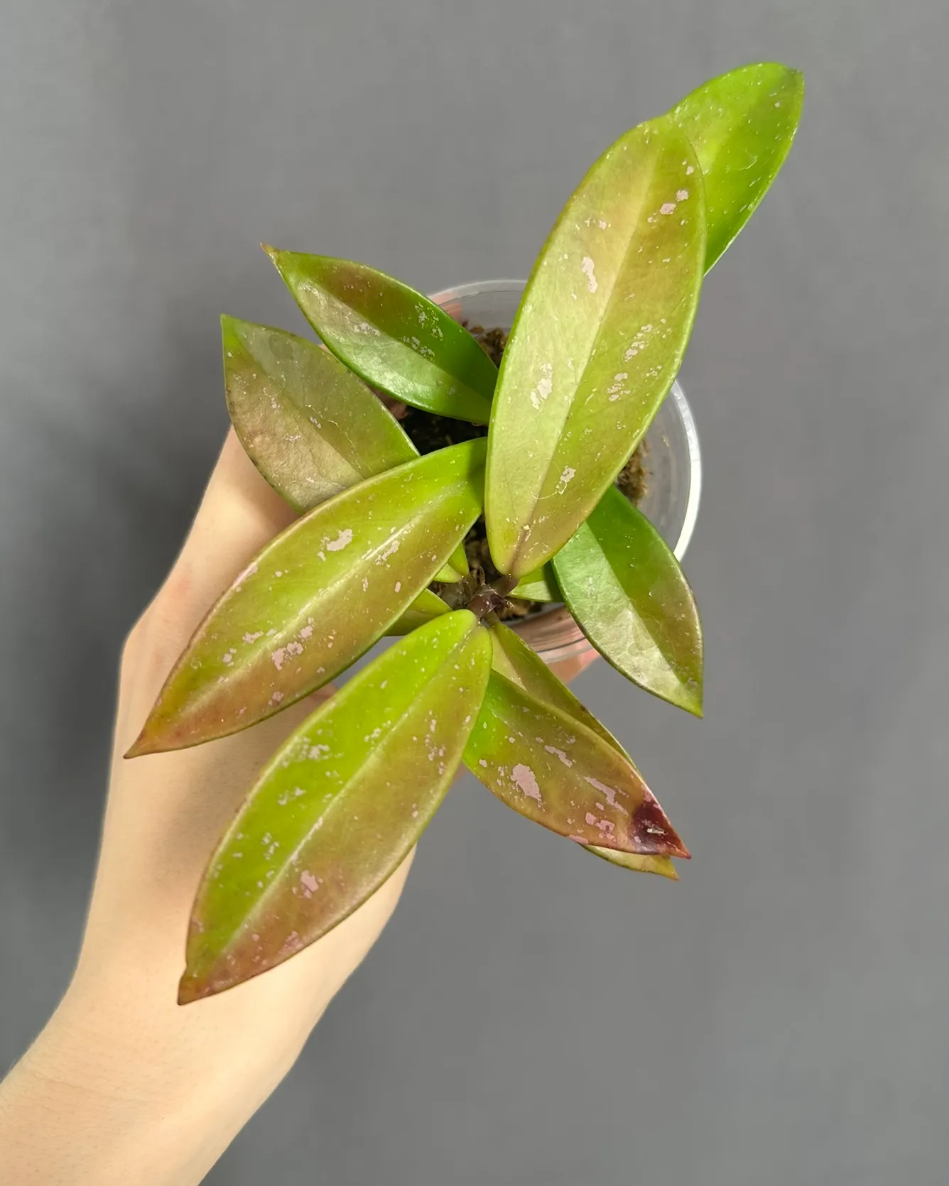 Hoya pubicalyx pink splash