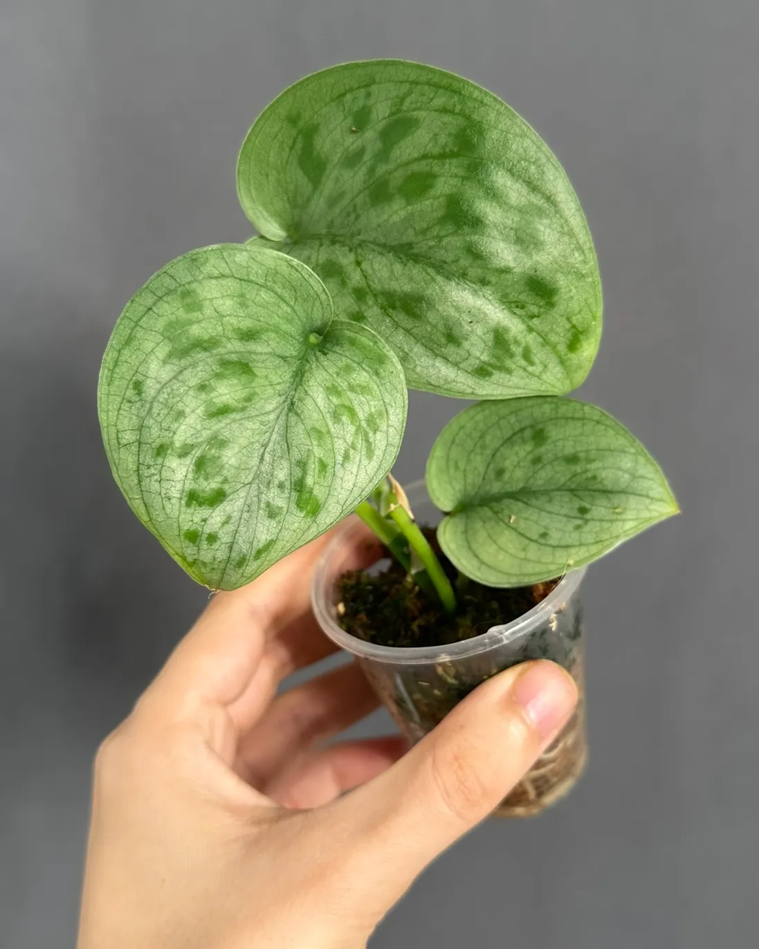 Scindapsus 'Silver Tattoo', planta entera