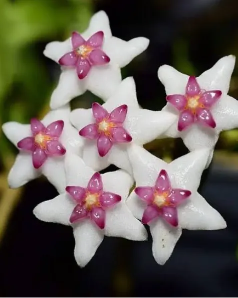 Hoya engleriana, flor