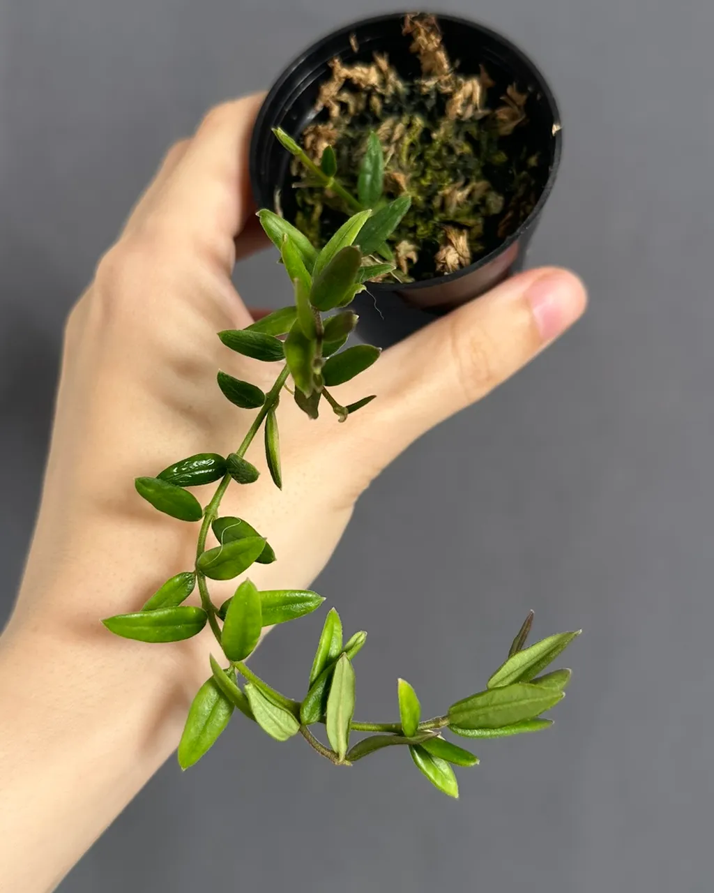 Hoya engleriana