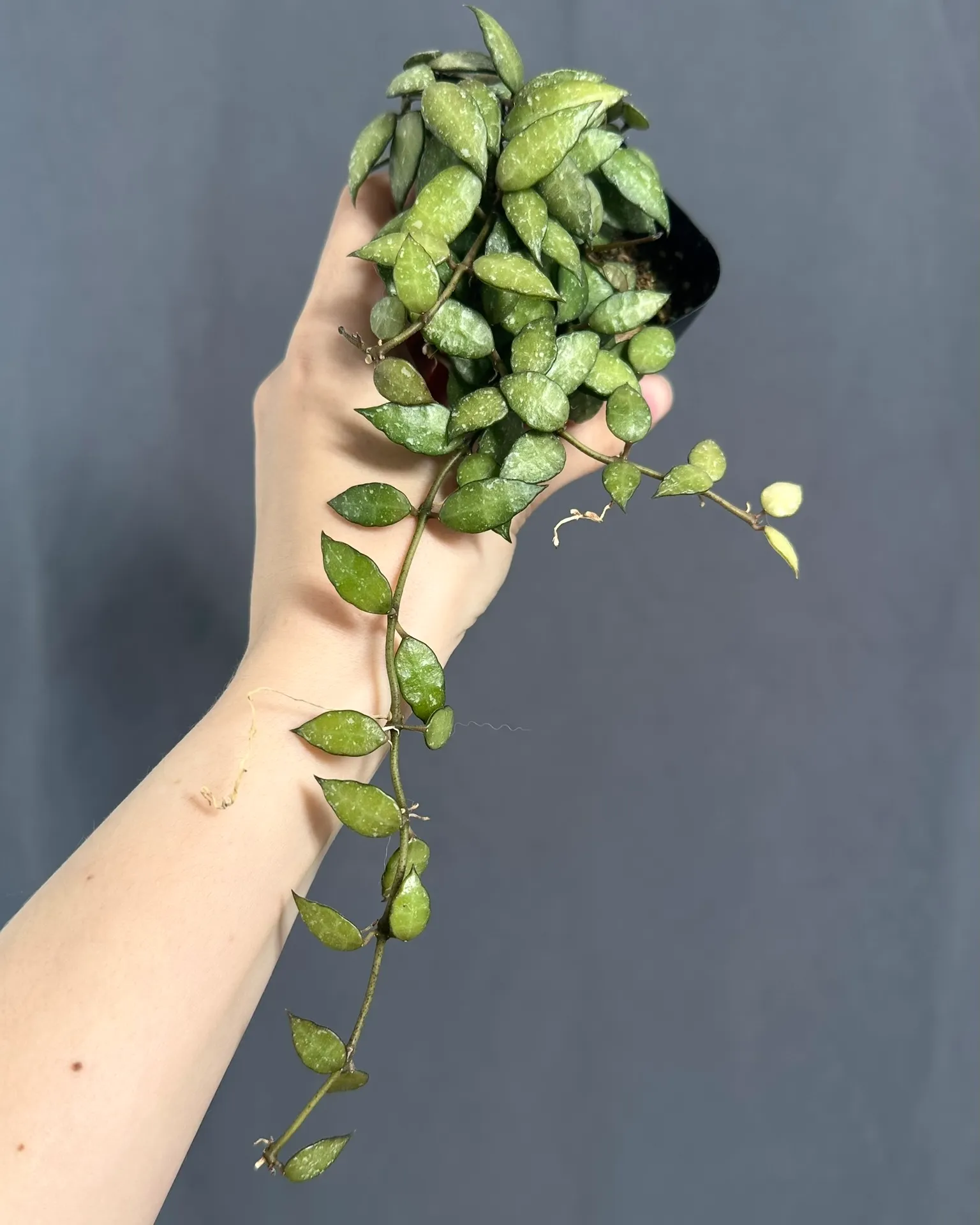Hoya lacunosa 'Langkawi island'