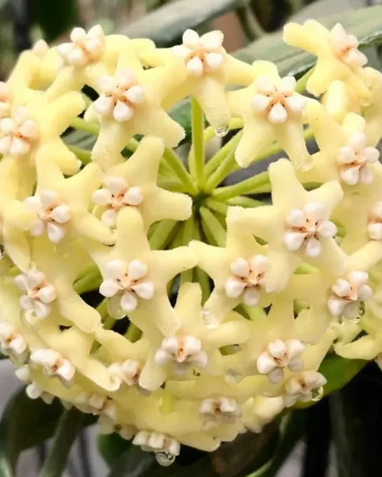 Hoya villosa, flor