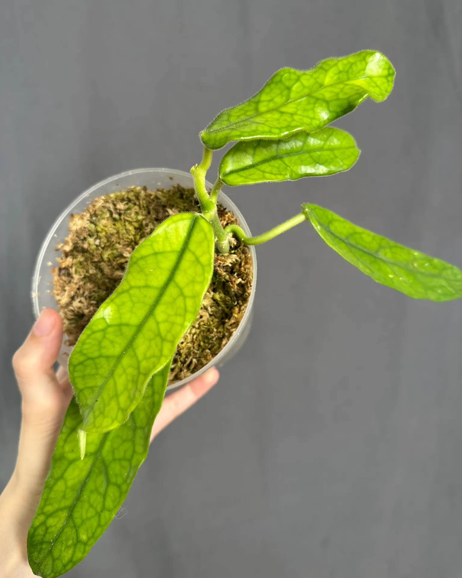 Hoya villosa, planta entera