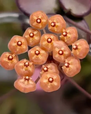 Hoya sp. 'Amber of Borneo', flor