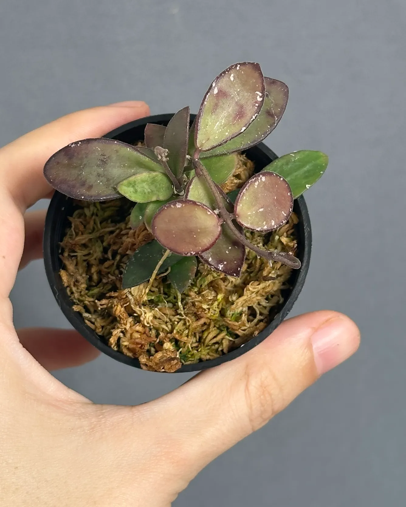 Hoya sp. 'Amber of Borneo'