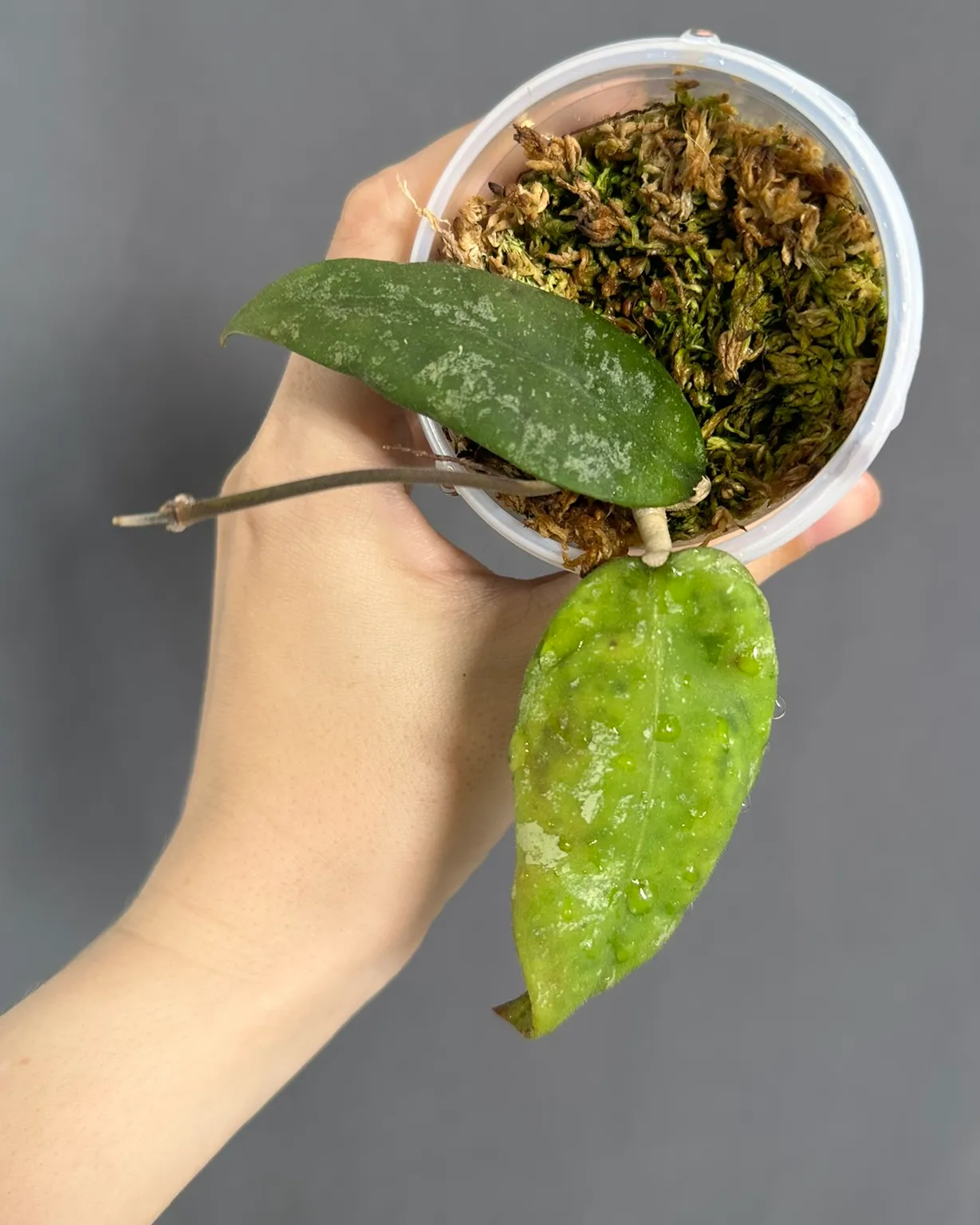 Hoya finlaysonii dark splash