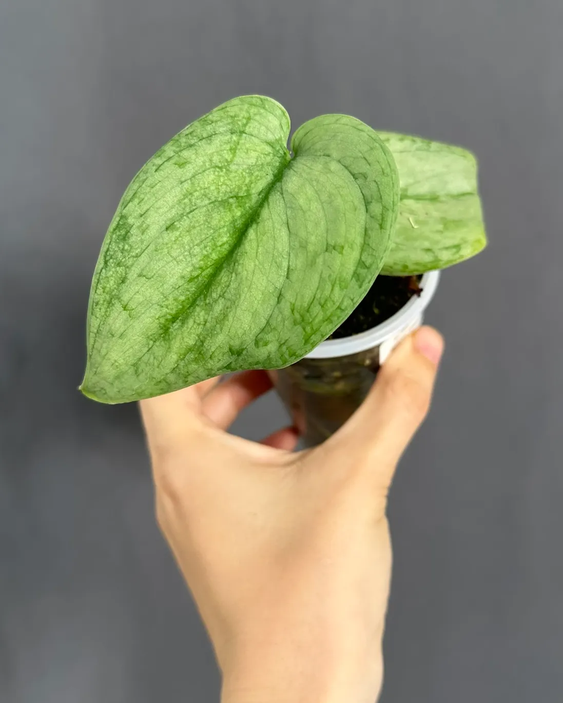 Scindapsus 'Silver Cloud', planta entera