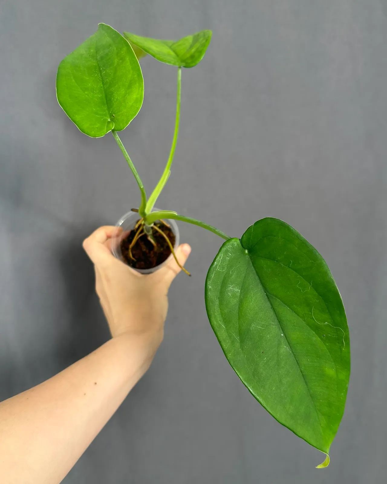 Syngonium chiapense