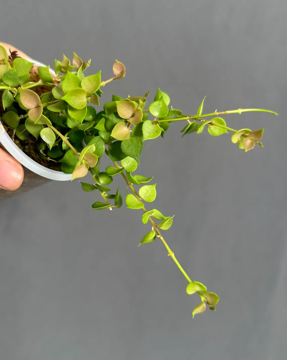 Dischidia ruscifolia 'Million hearts', planta entera
