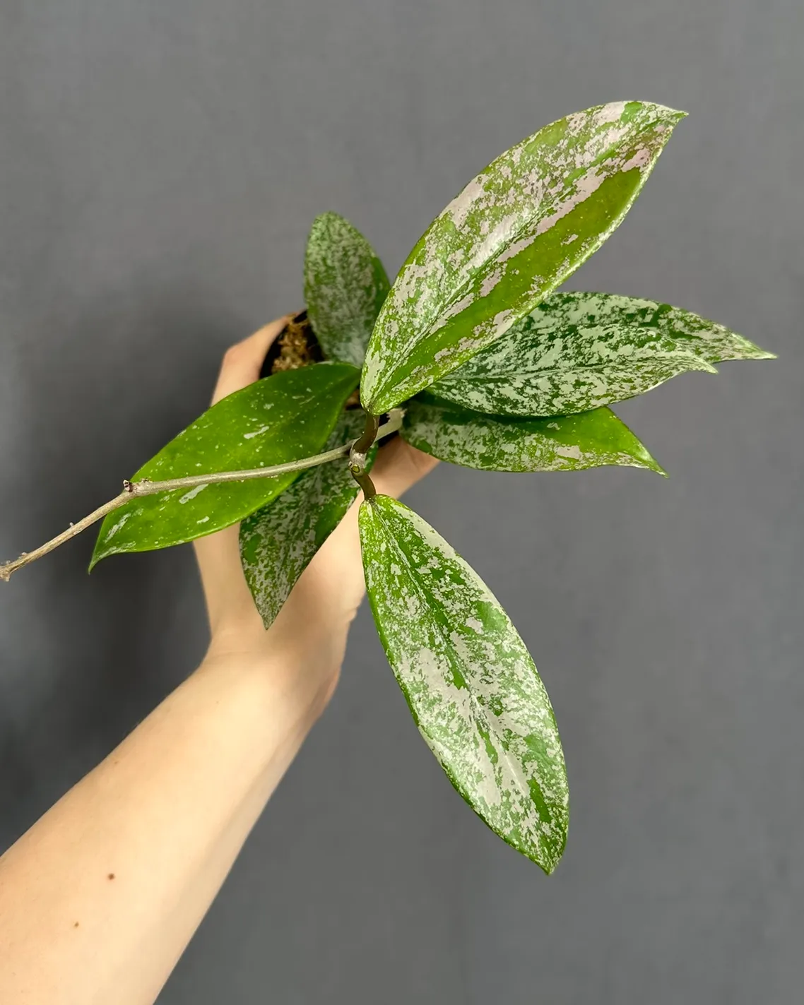 Hoya pubicalyx silver splash