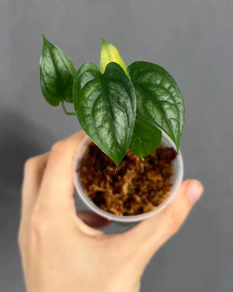Monstera siltepecana