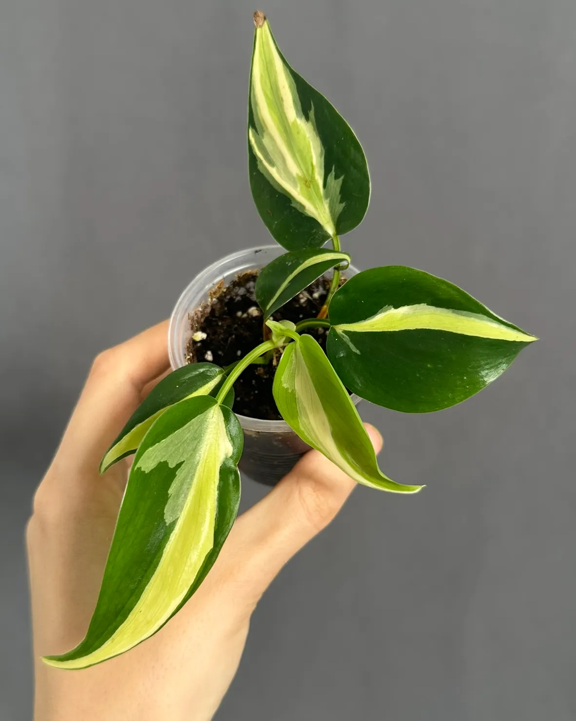 Philodendron hederaceum 'Cream Splash'