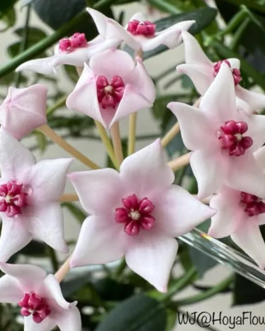 Hoya lithophytica, flor