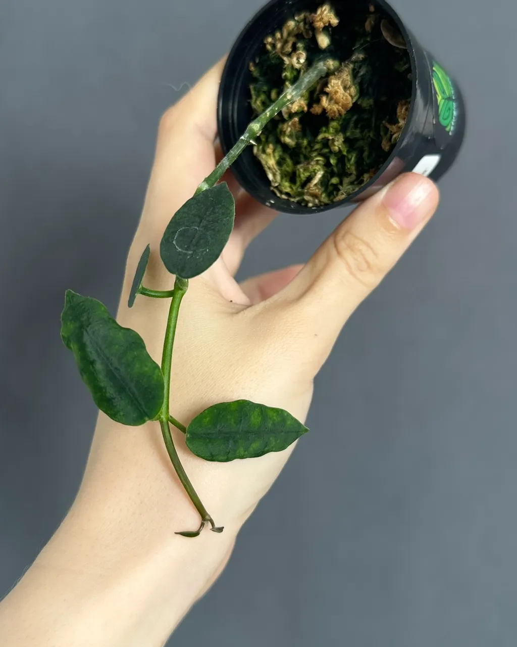 Hoya lithophytica