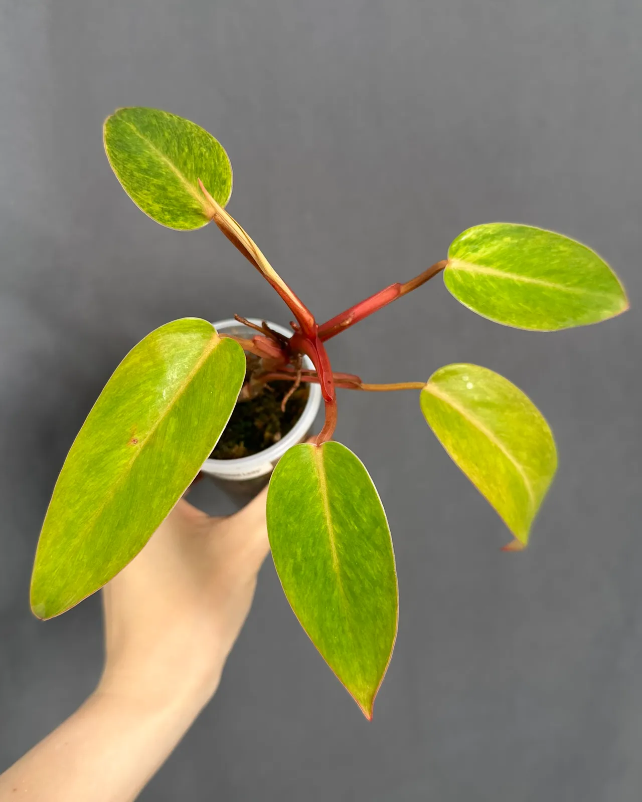 Philodendron 'Painted Lady'