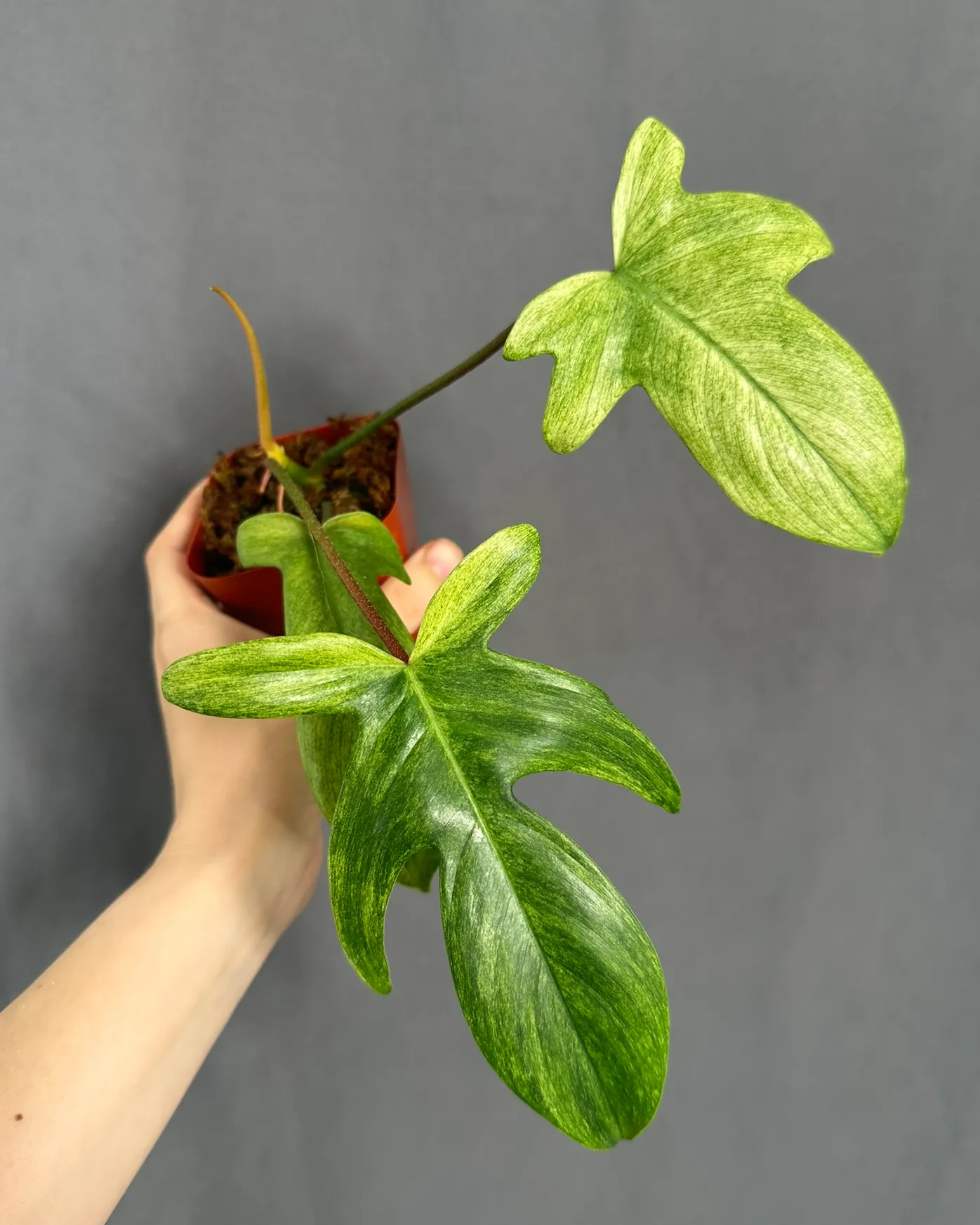 Philodendron pedatum 'Florida Ghost'