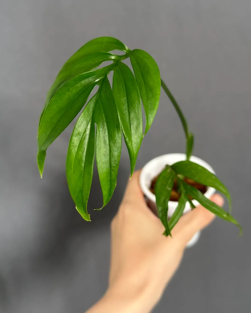 Monstera subpinnata