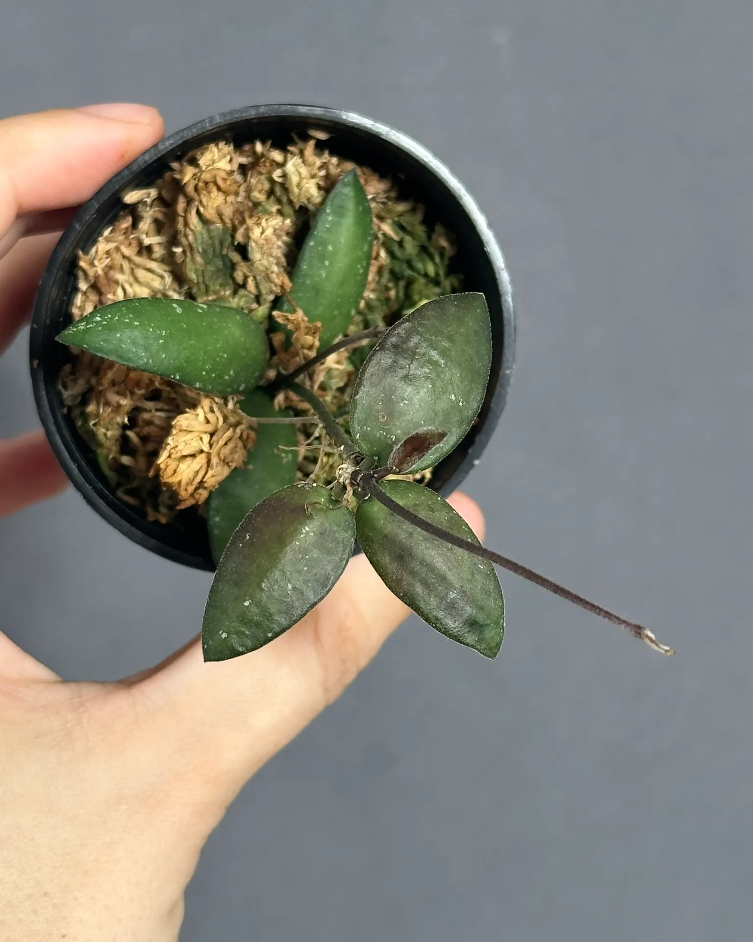 Hoya sigillatis 'Alas River'