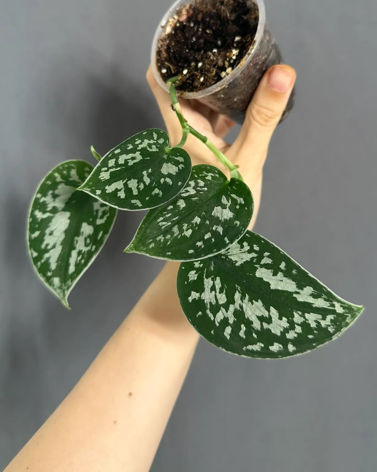 Scindapsus pictus 'Argyraeus'