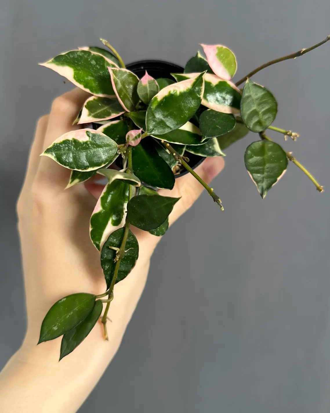 Hoya lacunosa 'Asami'