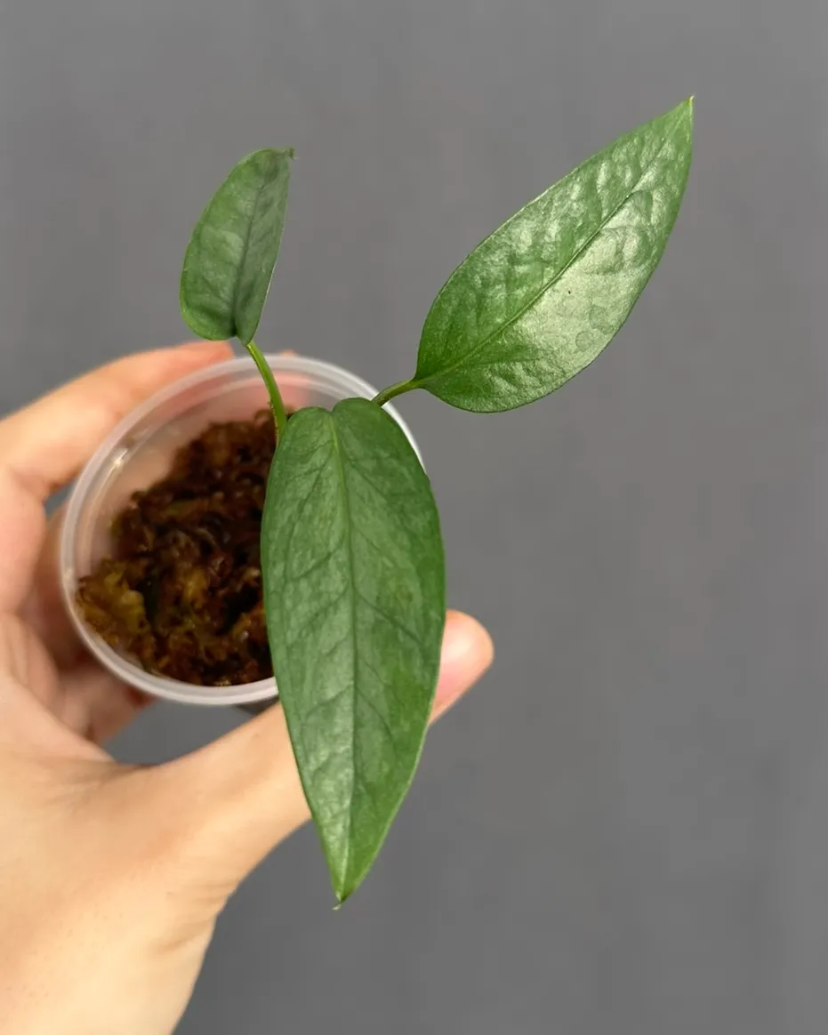 Epipremnum pinnatum 'Cebu Blue'