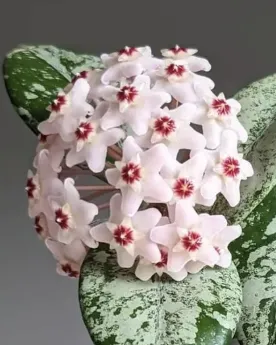 Hoya carnosa 'Wilbur Graves', flor