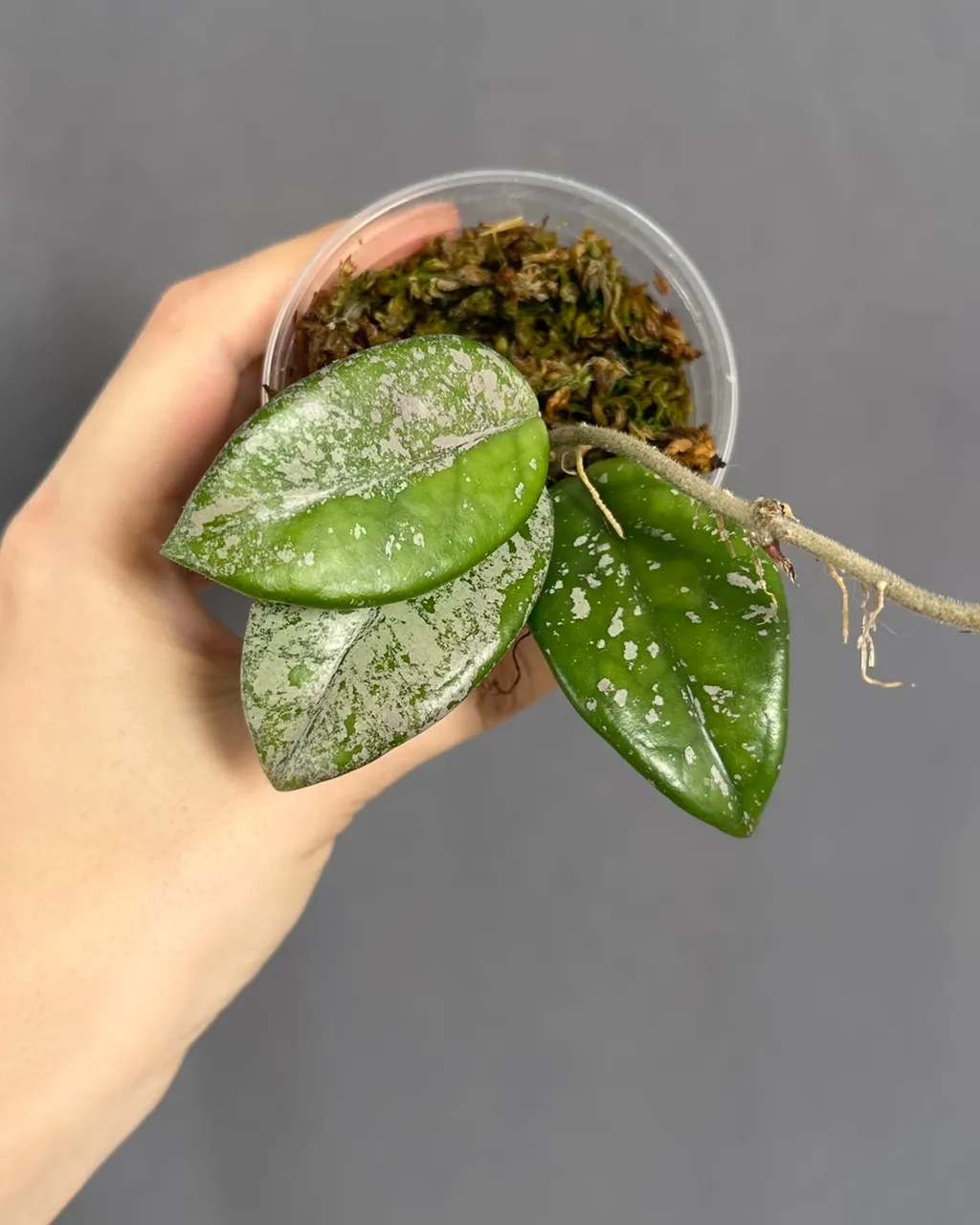 Hoya carnosa 'Wilbur Graves'