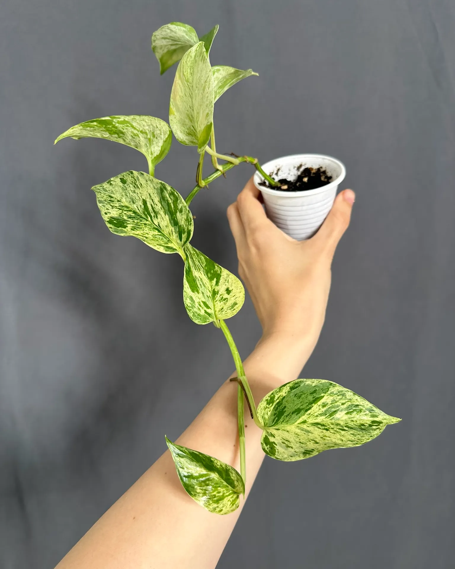 Epipremnum aureum 'Marble Queen'