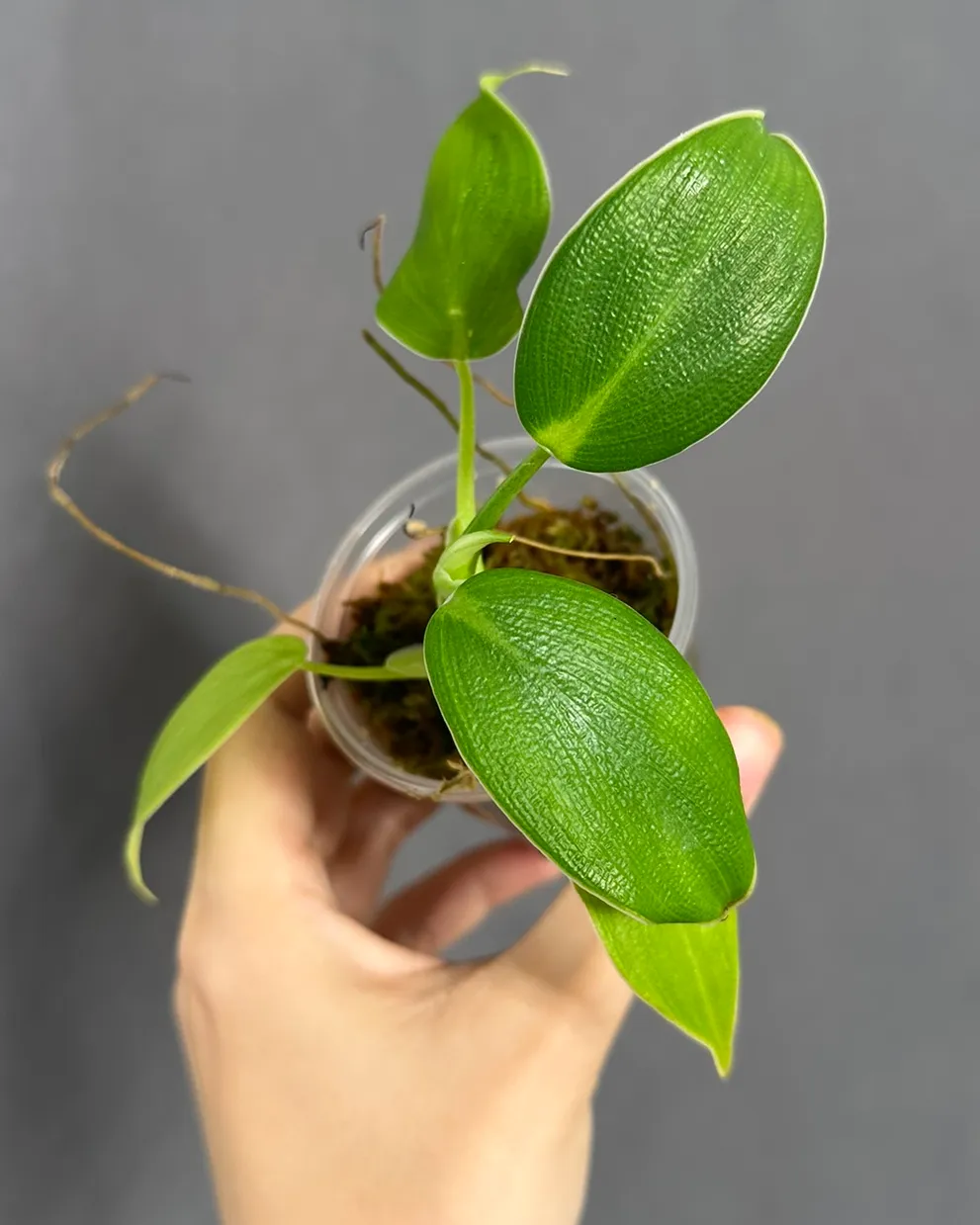 Philodendron rugosum