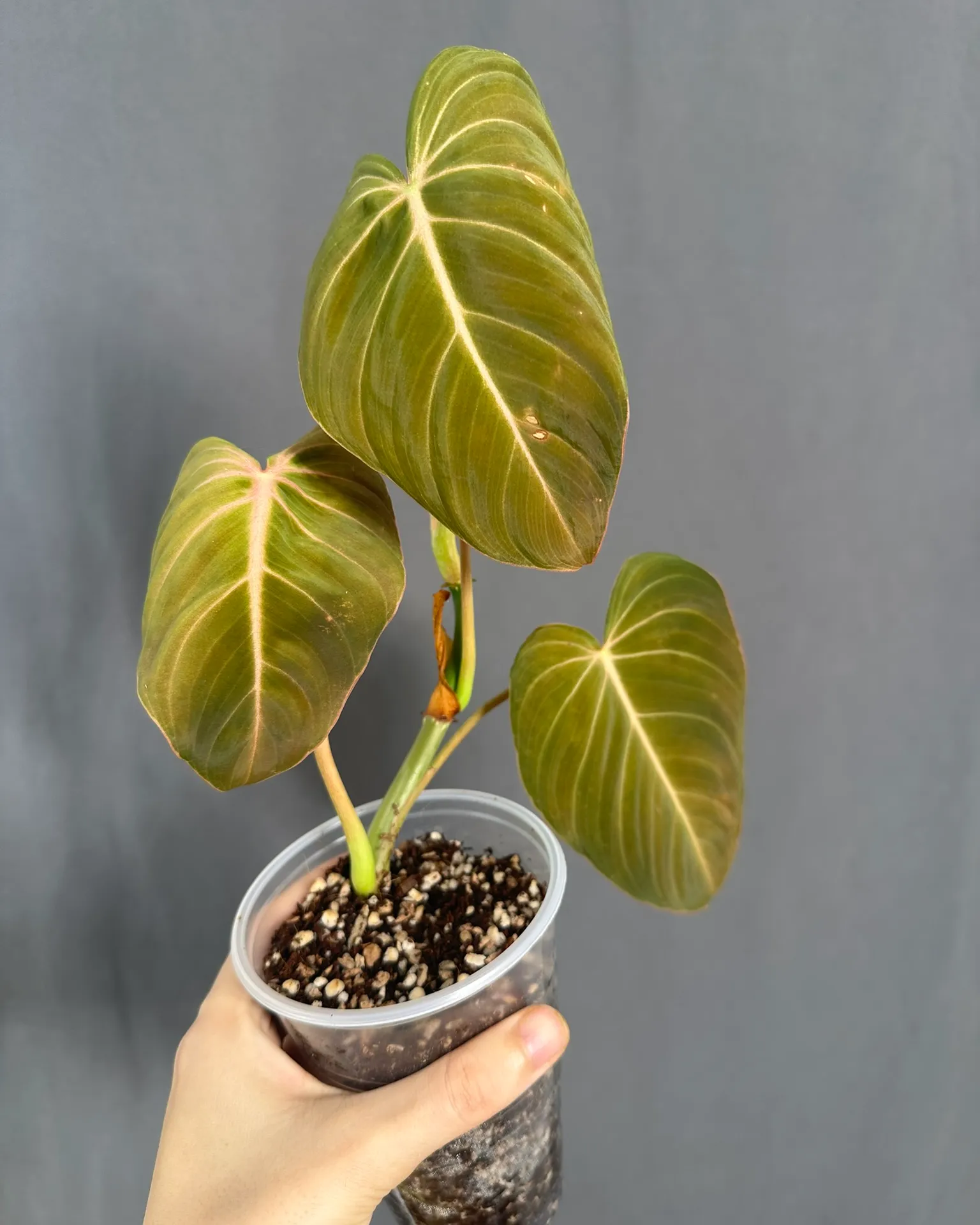 Philodendron glorious (melanochrysum x gloriosum)