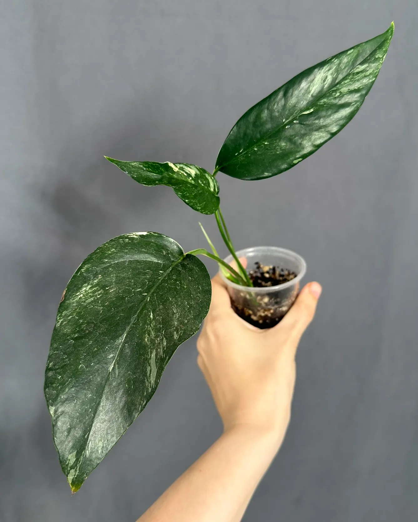 Epipremnum pinnatum albo