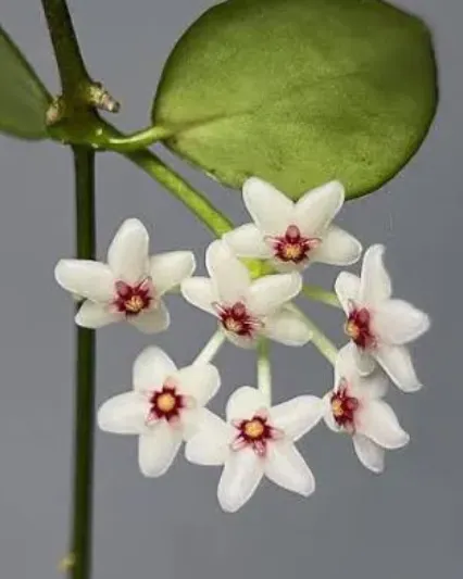 Hoya microstemma, flor