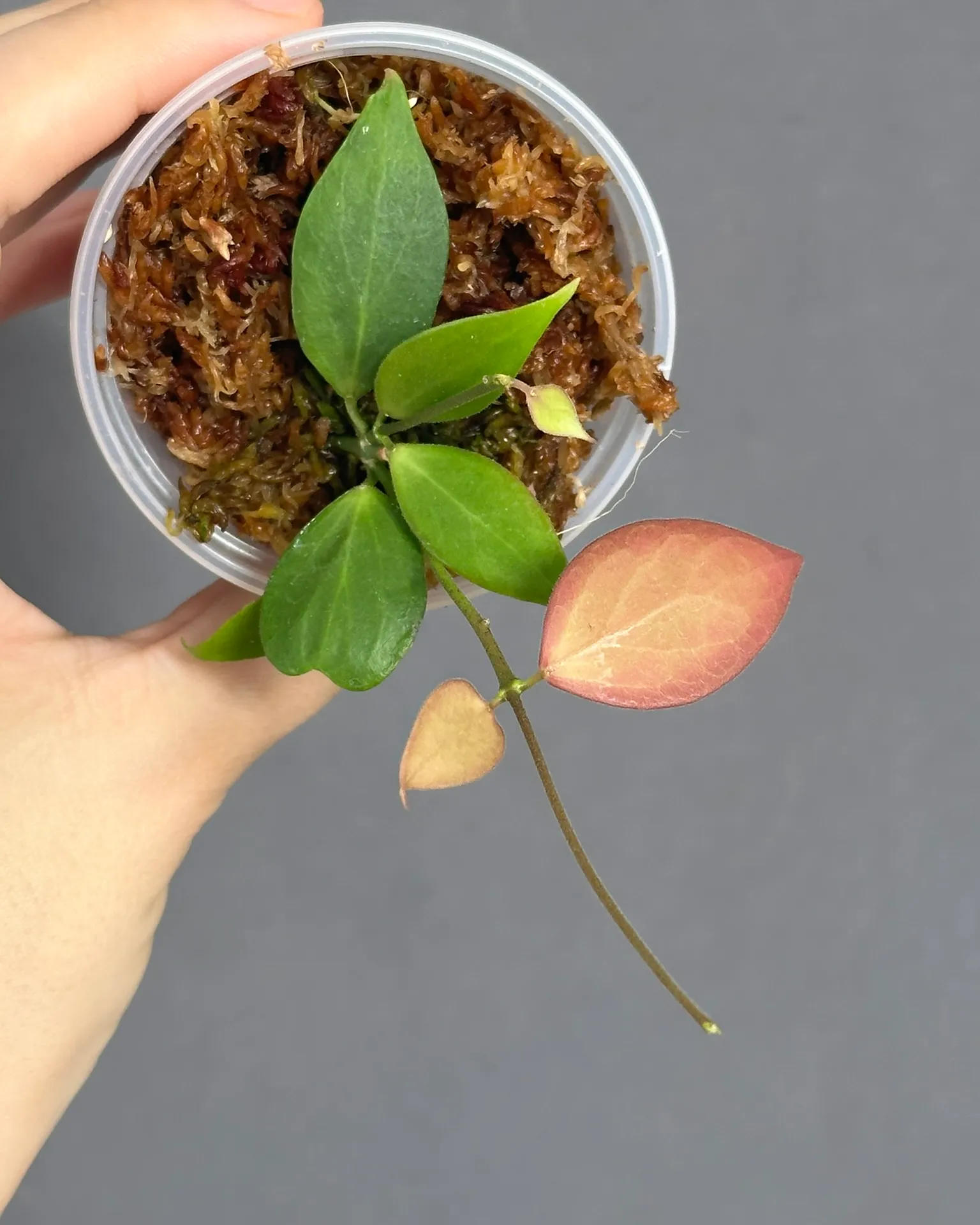 Hoya microstemma