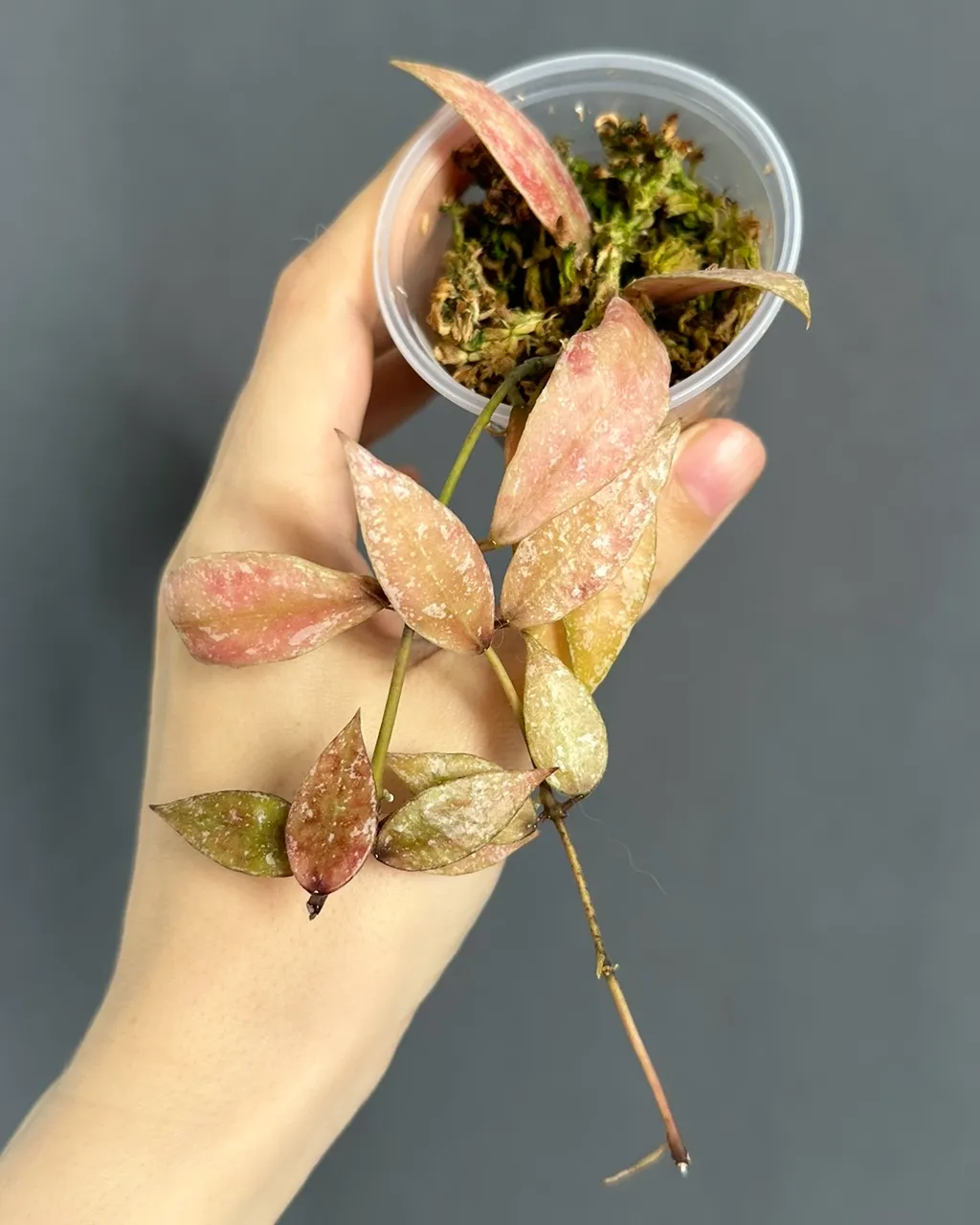 Hoya lacunosa 'Laos' full splash