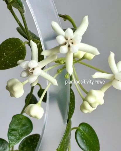 Hoya pulleana, flor
