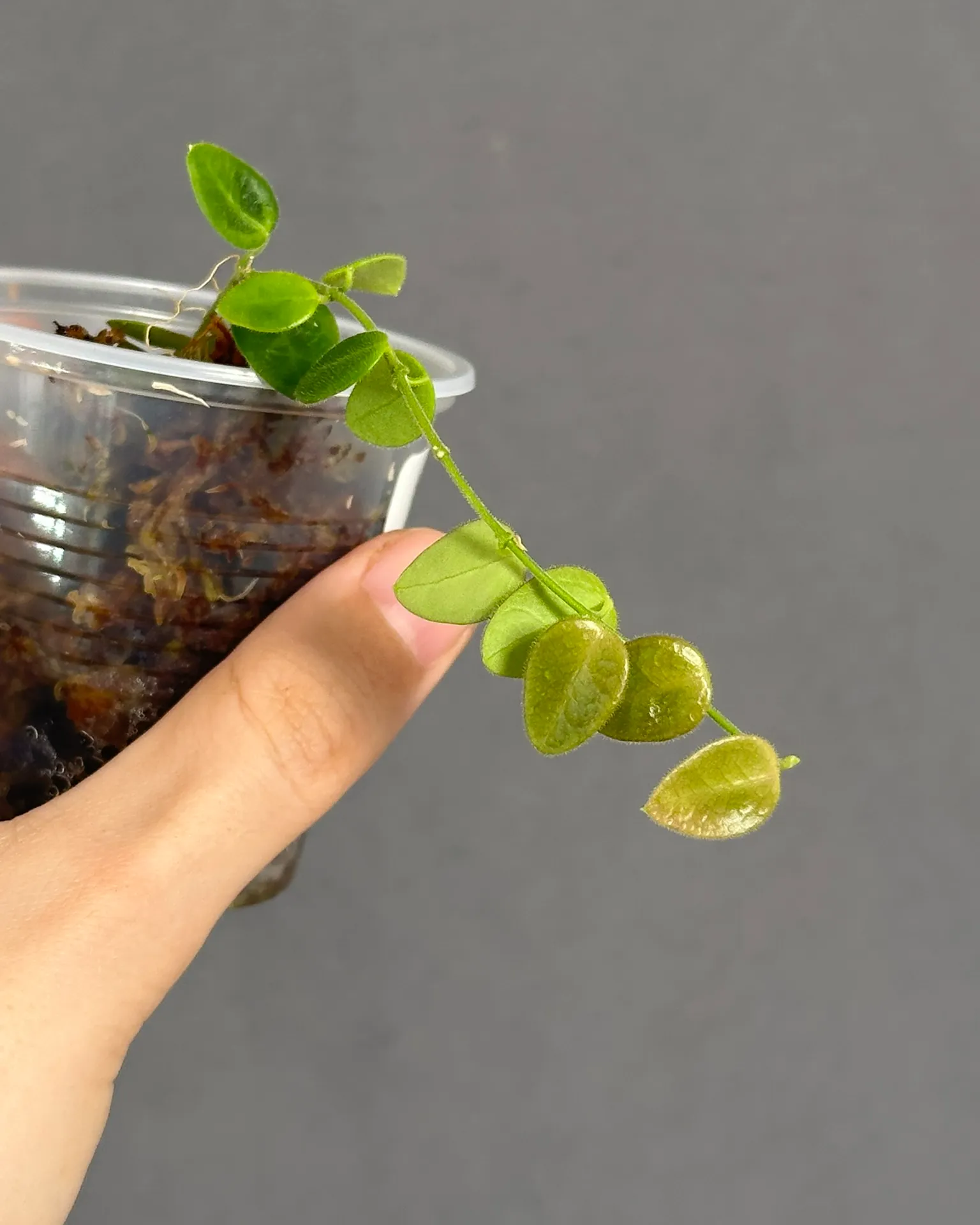 Hoya pulleana