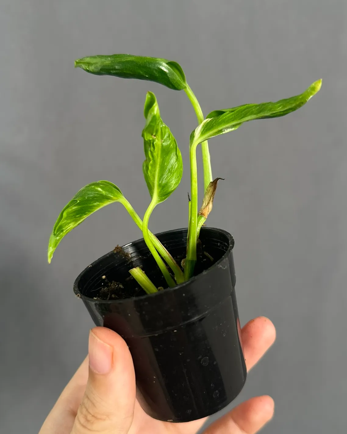 Epipremnum aureum 'Shangri La' var