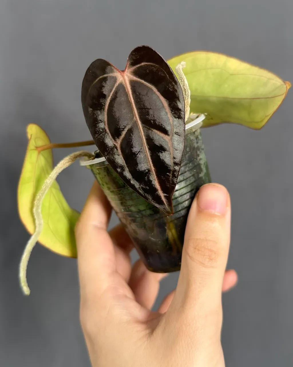 Anthurium carlablackiae