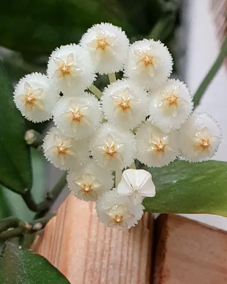 Hoya lacunosa var, flor