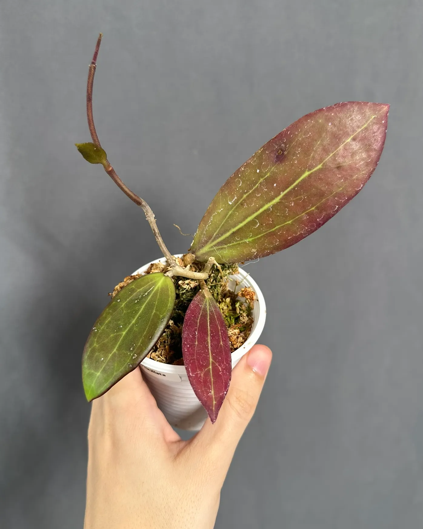 Hoya verticillata