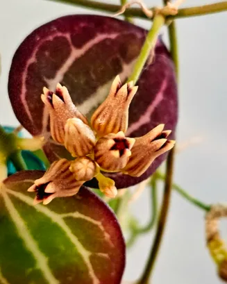 Dischidia ovata 'Sandia', flor