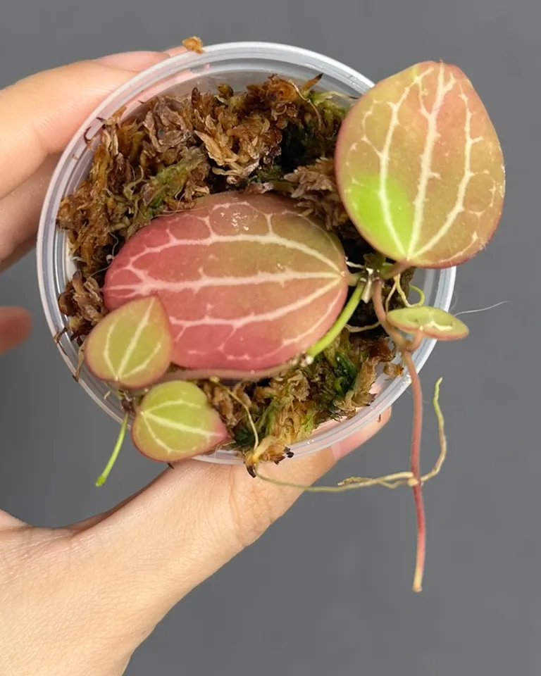 Dischidia ovata 'Sandia', planta entera