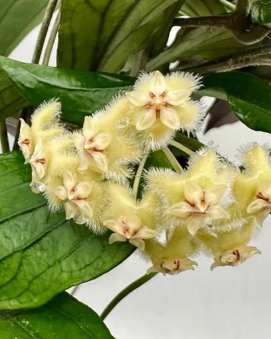Hoya erythrina, flor