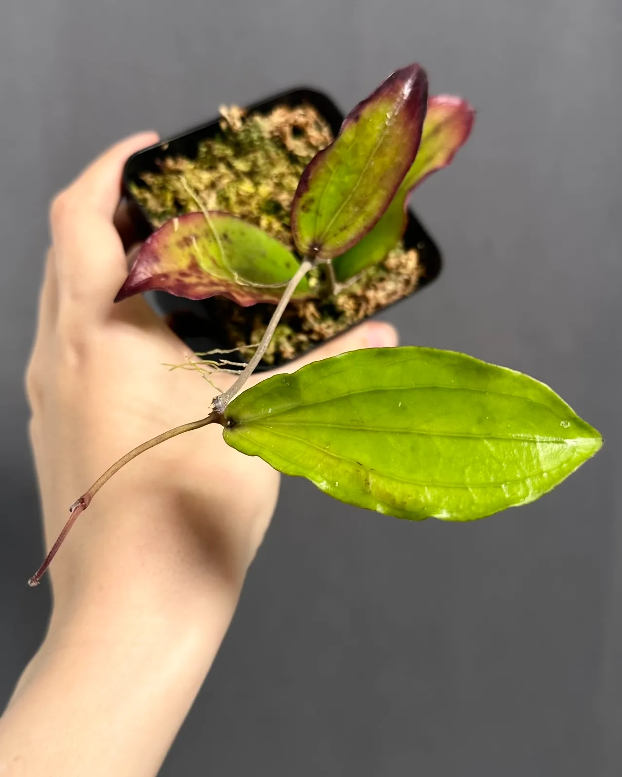 Hoya erythrina