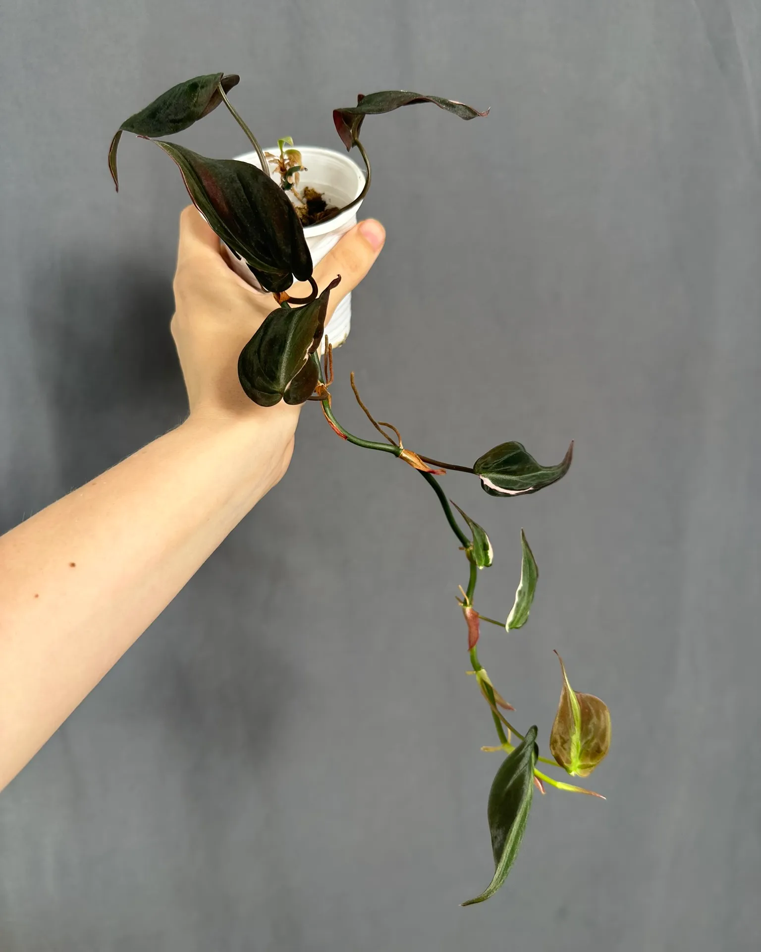 Philodendron micans 'Velvet Halo' var