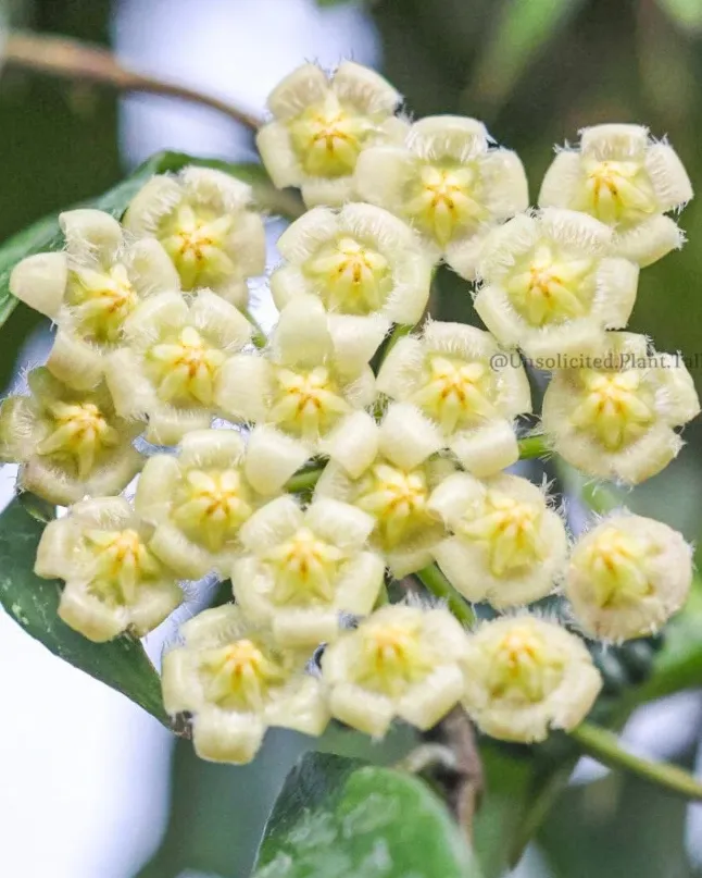 Hoya mirabilis, flor