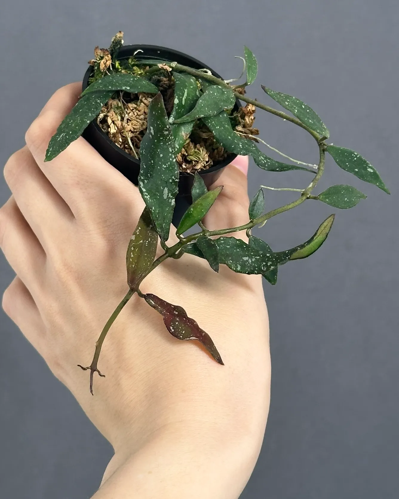 Hoya mirabilis