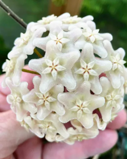 Hoya vangviengiensis, flor